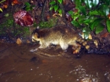 Raton laveur dans la nature (RACOON)